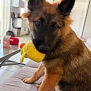 Attila a rejoint le concours — aidez-le/la à gagner de superbes lots ! black, brown, canine, couch, cozy, curious, dog, ears, eyes, fur, home, household, indoors, living_room, nose, pet, plush_toy, puppy, sitting, toy