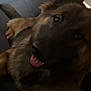 Attila participe au concours pour gagner de l'argent avec cette photo : animal, canine, close_up, companion, couch, cute, dog, domestic_animal, ears, friendly, fur, german_shepherd, household, indoor, mammal, paw, pet, portrait, resting, tongue_out