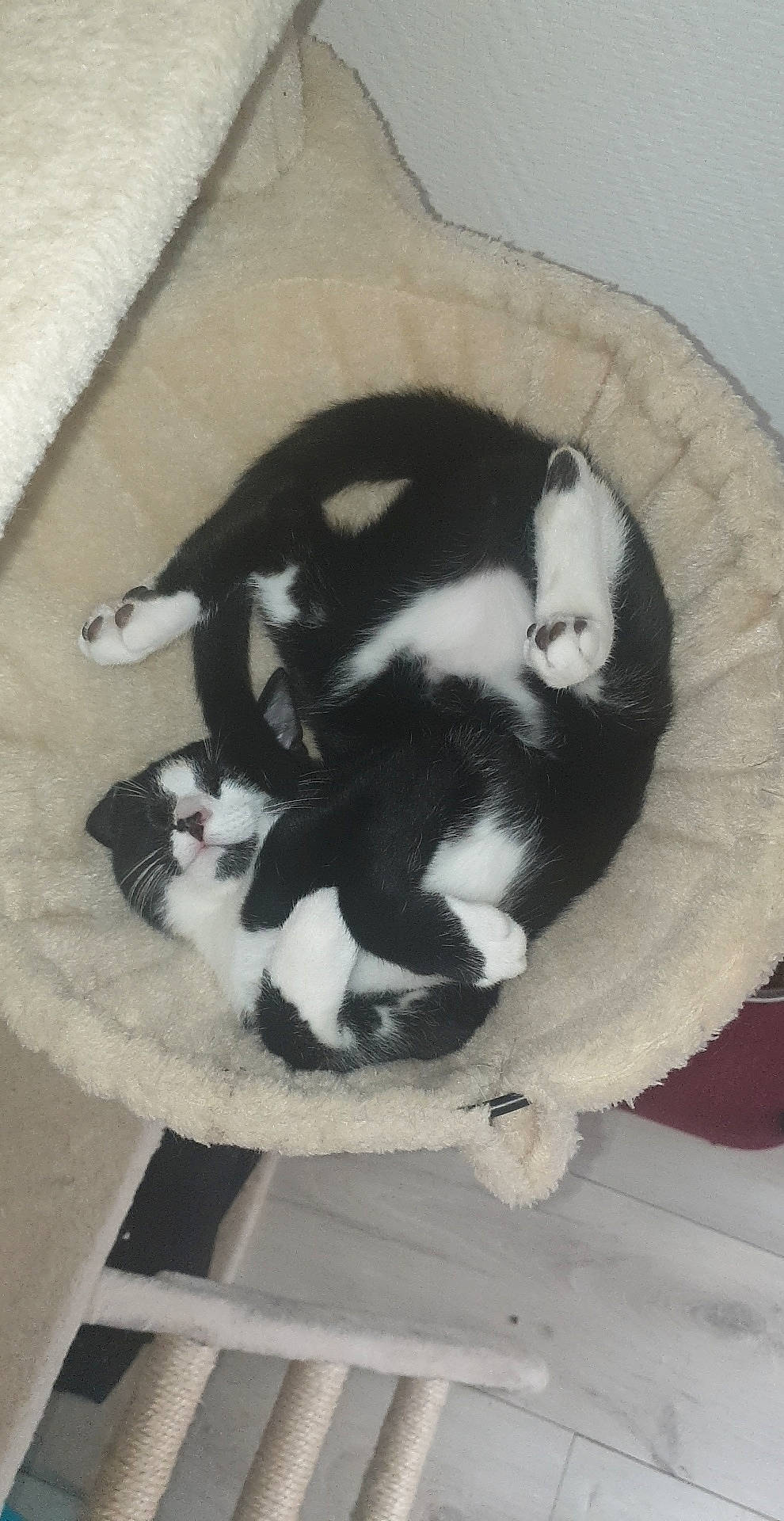 Fripouille a rejoint le concours — aidez-le/la à gagner de superbes lots ! canidae, carnivore, cat, dog_breed, felidae, small_to_medium_sized_cats, tail, whiskers