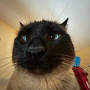 Marshall Mathers is registered to the contest to win money with this photo: cat, siamese_cat, close_up, whiskers, nose, eyes, furry, portrait, low_angle, indoor, ceiling, wall, cat_tree, water_bottle, red_suitcase, furniture, curious, pet, muzzle, wide_angle