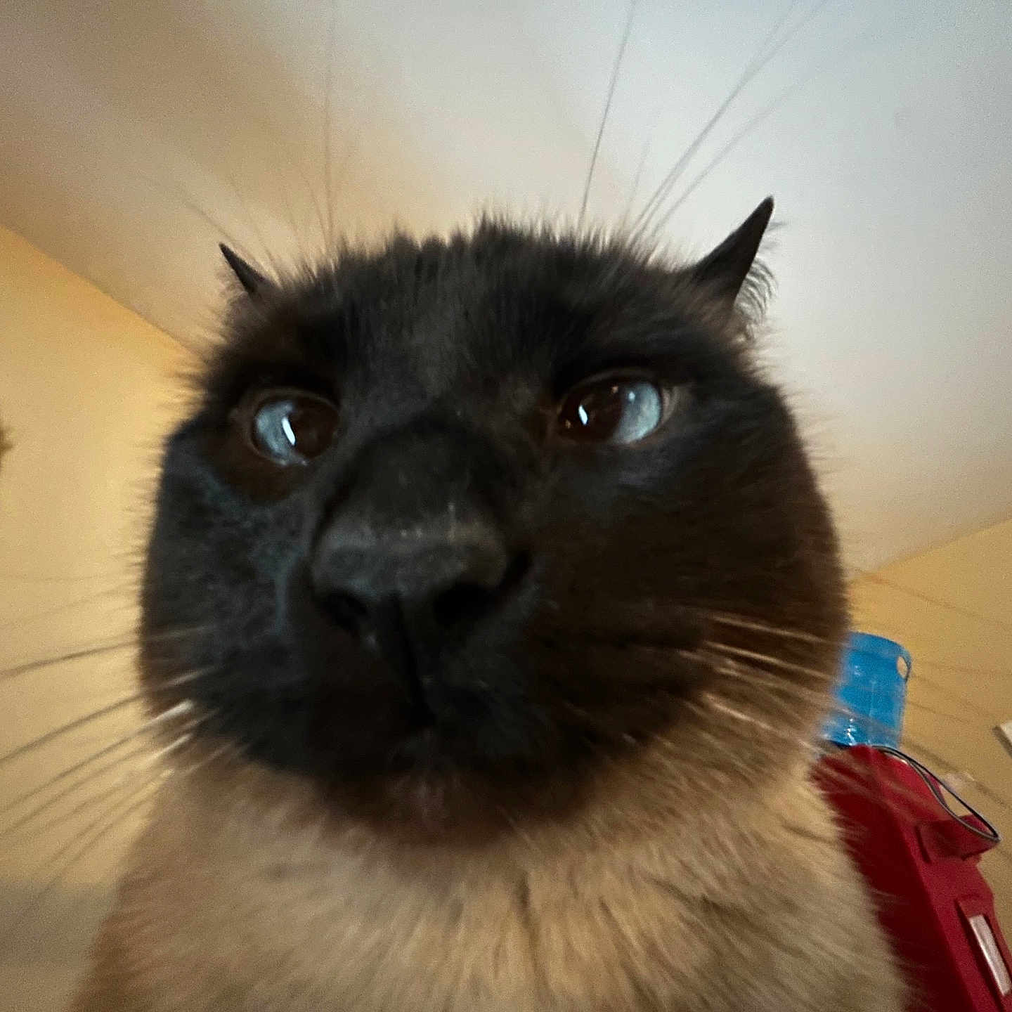Marshall Mathers is registered to the contest to win money with this photo: cat, cat_tree, ceiling, close_up, curious, eyes, furniture, furry, indoor, low_angle, muzzle, nose, pet, portrait, red_suitcase, siamese_cat, wall, water_bottle, whiskers, wide_angle