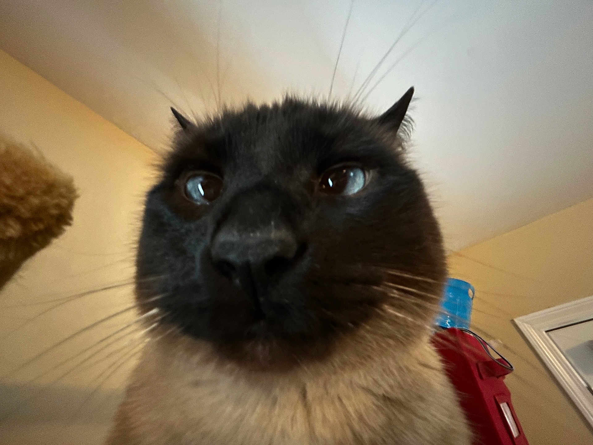 Marshall Mathers is registered to the contest to win money with this photo: cat, siamese_cat, close_up, whiskers, nose, eyes, furry, portrait, low_angle, indoor, ceiling, wall, cat_tree, water_bottle, red_suitcase, furniture, curious, pet, muzzle, wide_angle