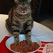 Dallas participe au concours pour gagner de l'argent avec cette photo : animal, cat, cat_food, chair, domestic_cat, dry_food, expression, feline, food_bowl, fur, indoor, meal, paws, pet, placemat, red, sitting, tabby, table, whiskers