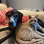 animal, black_dog, blanket, cat, companion, couch, cozy, cute, dog, domestic, friendship, fur, furry, holiday_sweater, indoor, light_cat, living_room, pet, relaxed, resting