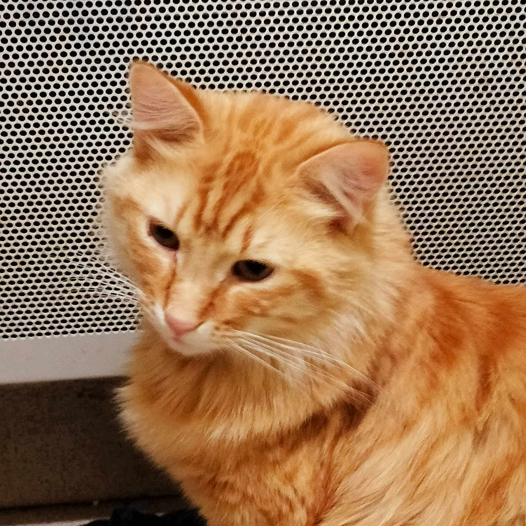 Nala