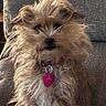 alert, animal, armchair, brown_fur, collar, companion, cozy, cute, dog, domestic, furniture, furry, household, indoor, pet, pink_tag, portrait, scruffy_fur, sitting, small_dog