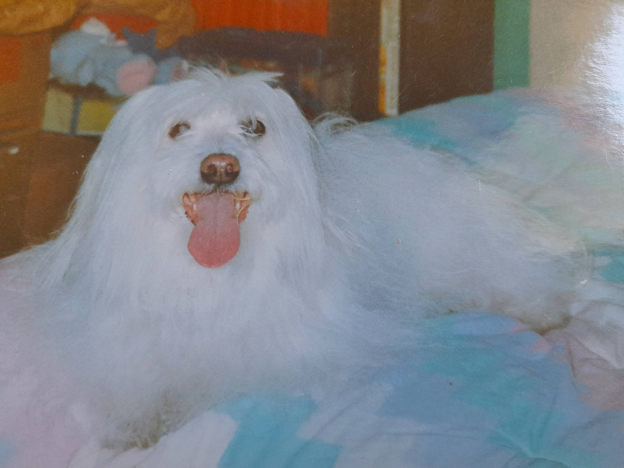 Fanny a rejoint le concours — aidez-le/la à gagner de superbes lots ! canidae, carnivore, companion_dog, corgi_chihuahua, dog, dog_breed, fang, fur, non_sporting_group, shout, small_terrier, snout, sporting_group, terrier, toy_dog