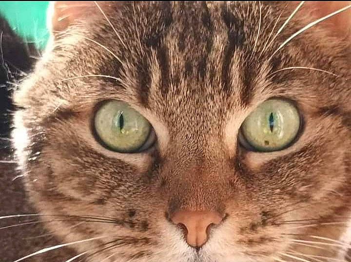 Lilou a rejoint le concours — aidez-le/la à gagner de superbes lots ! carnivore, cat, close_up, curious, domestic_short_haired_cat, ear, fawn, felidae, fur, photo_caption, photograph, photography, small_to_medium_sized_cats, snout, terrestrial_animal, whiskers, wildlife