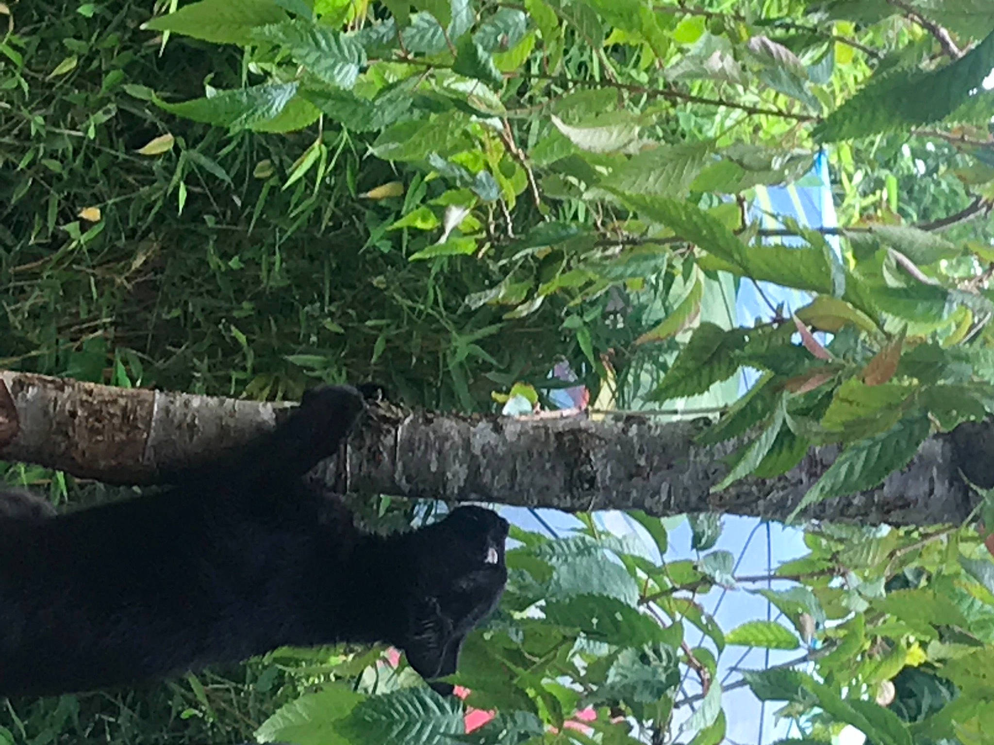 Annie-bop joined the competition — help win amazing prizes! bird, branch, flowering_plant, forest, fruit, fruit_tree, jungle, natural_material, plant, plant_stem, rainforest, terrestrial_plant, tree, trunk, twig, wood