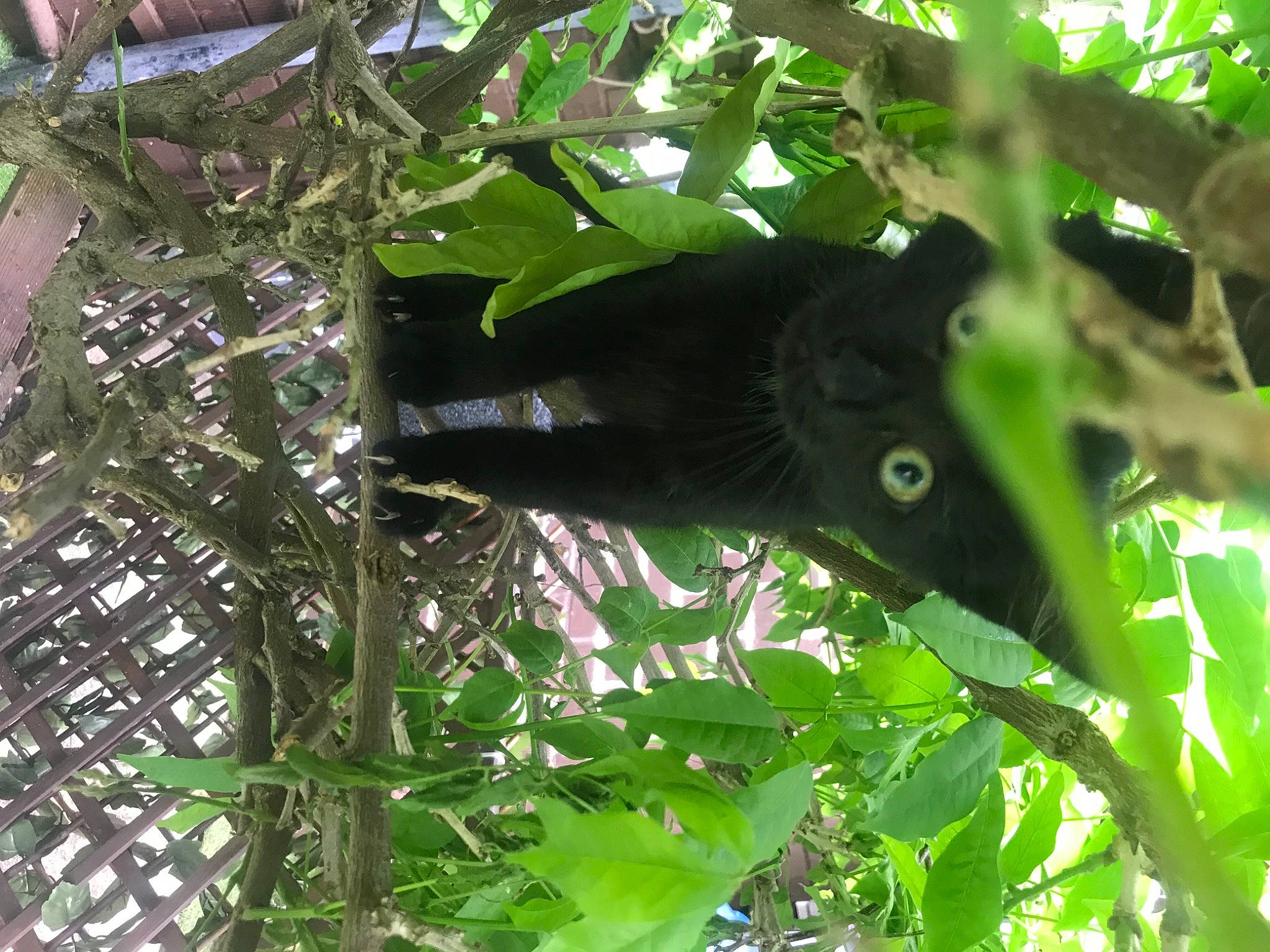 Annie-bop is registered to the contest to win money with this photo: branch, flowering_plant, jungle, natural_environment, natural_material, plant, rainforest, terrestrial_animal, terrestrial_plant, tree, twig, vegetation, wildlife