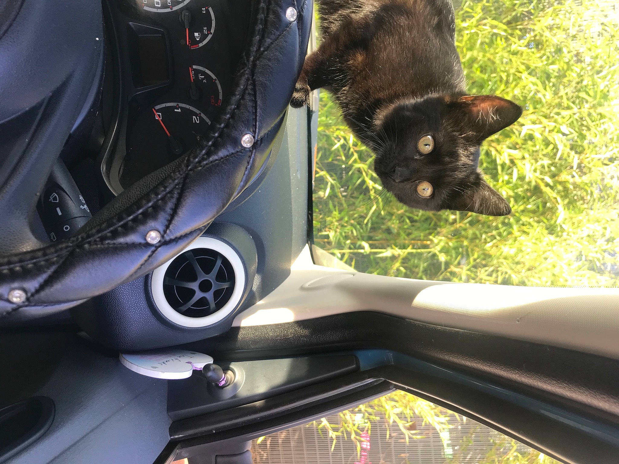 Annie-bop is registered to the contest to win money with this photo: alloy_wheel, automotive_design, automotive_exterior, automotive_lighting, automotive_mirror, automotive_tire, carnivore, cat, felidae, hood, light, motor_vehicle, plant, steering_part, steering_wheel, tire, vehicle, vehicle_door, window, yellow