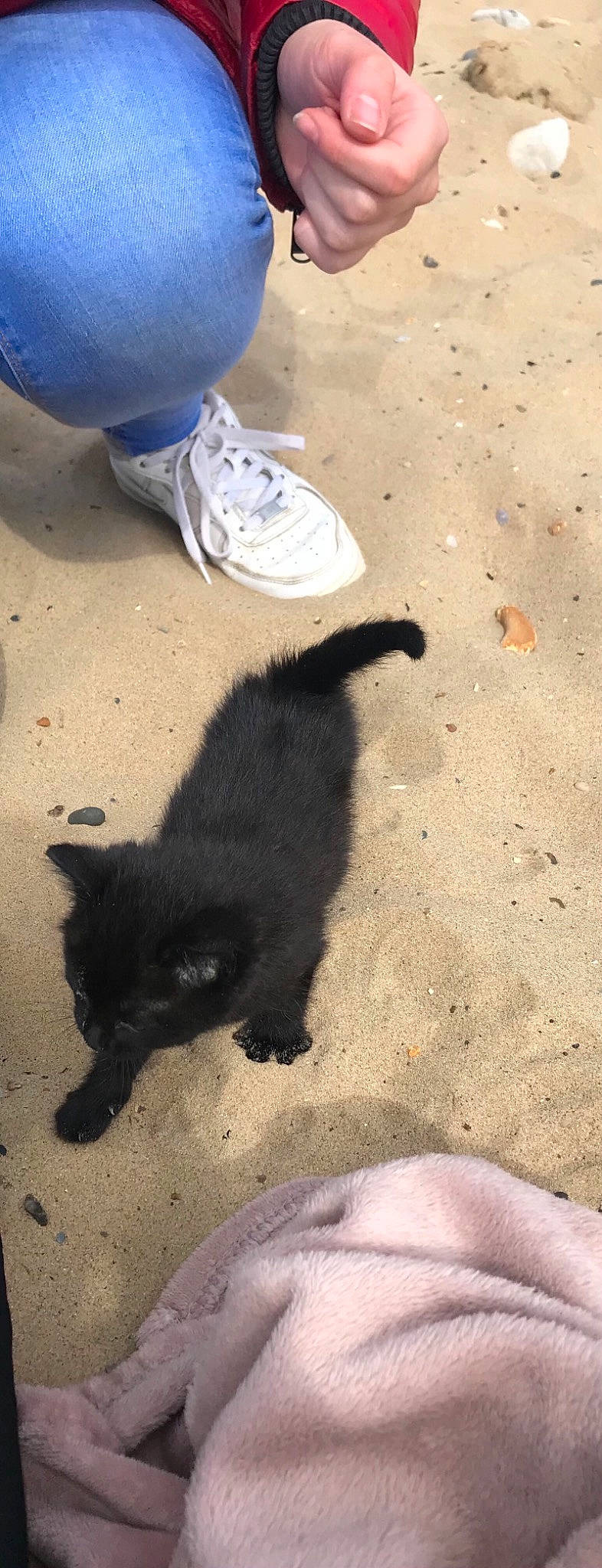 Annie-bop is registered to the contest to win money with this photo: beach, black_cat, blue, carnivore, cat, electric_blue, felidae, foot, human_leg, light, sand, shadow, small_to_medium_sized_cats, soil, tail, terrestrial_animal, tints_and_shades, walking_shoe, whiskers, white