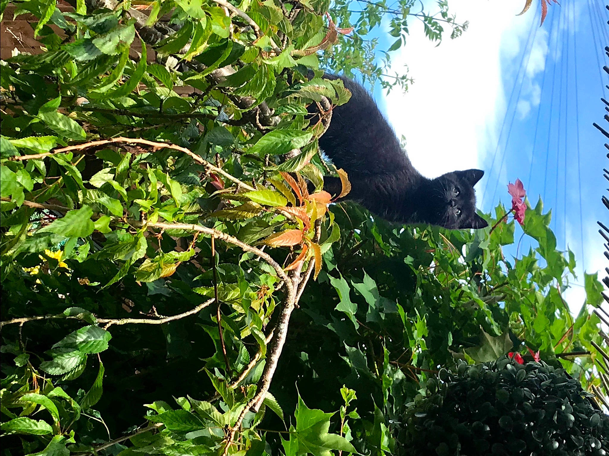Annie-bop is registered to the contest to win money with this photo: carnivore, cat, cloud, felidae, flower, flowering_plant, garden, grass, plant, shrub, sky, small_to_medium_sized_cats, tail, terrestrial_animal, tree, twig, vegetation, wildlife, window, woody_plant