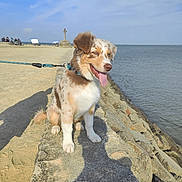 Bounty a rejoint le concours — aidez-le/la à gagner de superbes lots ! dog, leash, stone_ledge, water, sky, clouds, sand, people, motorcycles, cross, outdoor, sunny, happy, tongue_out, sitting, puppy, nature, coast, shadow, daytime