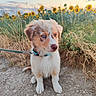 animal, blue_eye, brown_eye, clouds, collar, cute, dirt_path, dog, flower_field, fluffy, grass, heterochromia, leash, nature, outdoor, pet, puppy, sky, sunflower, young