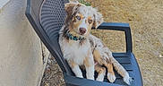 Bounty a rejoint le concours — aidez-le/la à gagner de superbes lots ! dog, blue_eyes, plastic_chair, outdoor, grass, dry_leaves, beige_wall, curious, sitting, pet, collar, sunlight, yard, nature, animal, relaxed, daytime, fence, bicycle, garden