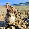 Bounty participe au concours pour gagner de l'argent avec cette photo : dog, beach, sand, ocean, sky, sunlight, ear, waves, footwear, backpack, outdoor, pet, animal, summer, nature, water, relaxation, coast, canine, daytime