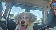 Bounty a rejoint le concours — aidez-le/la à gagner de superbes lots ! backseat, blue_eyes, canine, car, dog, fluffy, glasses, happy, human, interior, person, pet, road_trip, seat, smile, sunlight, tongue_out, transportation, travel, window