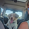 Bounty a rejoint le concours — aidez-le/la à gagner de superbes lots ! dog, car, backseat, tongue_out, blue_eyes, happy, fluffy, pet, canine, transportation, person, glasses, human, interior, seat, window, sunlight, road_trip, travel, smile