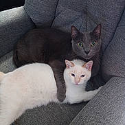 Lucifer a rejoint le concours — aidez-le/la à gagner de superbes lots ! cat, gray_cat, white_cat, pets, feline, cuddling, chair, furniture, indoor, cozy, animals, domestic, cute, companions, relaxed, alert, texture, resting, pair, close
