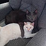 cat, gray_cat, white_cat, pets, feline, cuddling, chair, furniture, indoor, cozy, animals, domestic, cute, companions, relaxed, alert, texture, resting, pair, close