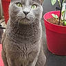 Lucifer a rejoint le concours — aidez-le/la à gagner de superbes lots ! cat, gray_cat, pet, animal, green_eyes, plant, flower_pot, red_pot, table, indoor, fur, whiskers, sitting, looking, curious, domestic_cat, cute, feline, houseplant, closeup