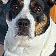 Riley is registered to the contest to win money with this photo: dog, close_up, pet, animal, black_and_white, brown, fur, canine, portrait, looking_at_camera, outdoor, leash, ears, snout, whiskers, expression, serious, muzzle, domestic_animal, companion