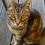 Choupette participe au concours pour gagner de l'argent avec cette photo : cat, tabby, animal, pet, feline, portrait, close_up, golden_eyes, whiskers, ears, fur, striped_fur, brown, outdoor, wooden_deck, sitting, standing, alert, looking_at_camera, photography