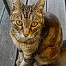 cat, tabby, animal, pet, feline, portrait, close_up, golden_eyes, whiskers, ears, fur, striped_fur, brown, outdoor, wooden_deck, sitting, standing, alert, looking_at_camera, photography