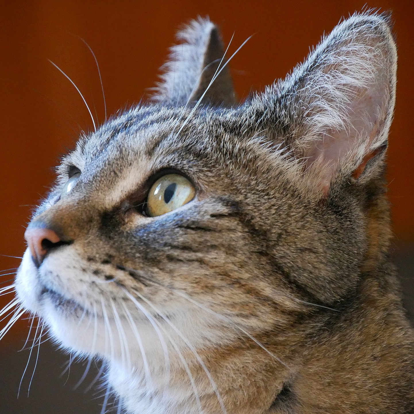 Choupette a rejoint le concours — aidez-le/la à gagner de superbes lots ! cat, tabby_cat, animal, pet, close_up, portrait, whiskers, ears, eyes, golden_eyes, fur, striped_fur, muzzle, nose, white_chest, alert, gazing, side_profile, macro_photography, indoor