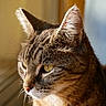Choupette a rejoint le concours — aidez-le/la à gagner de superbes lots ! cat, tabby_cat, animal, pet, feline, close_up, portrait, whiskers, green_eyes, pointed_ears, fur, striped_fur, brown, white_chest, window, sunlight, indoor, warm_lighting, detailed, serious_expression