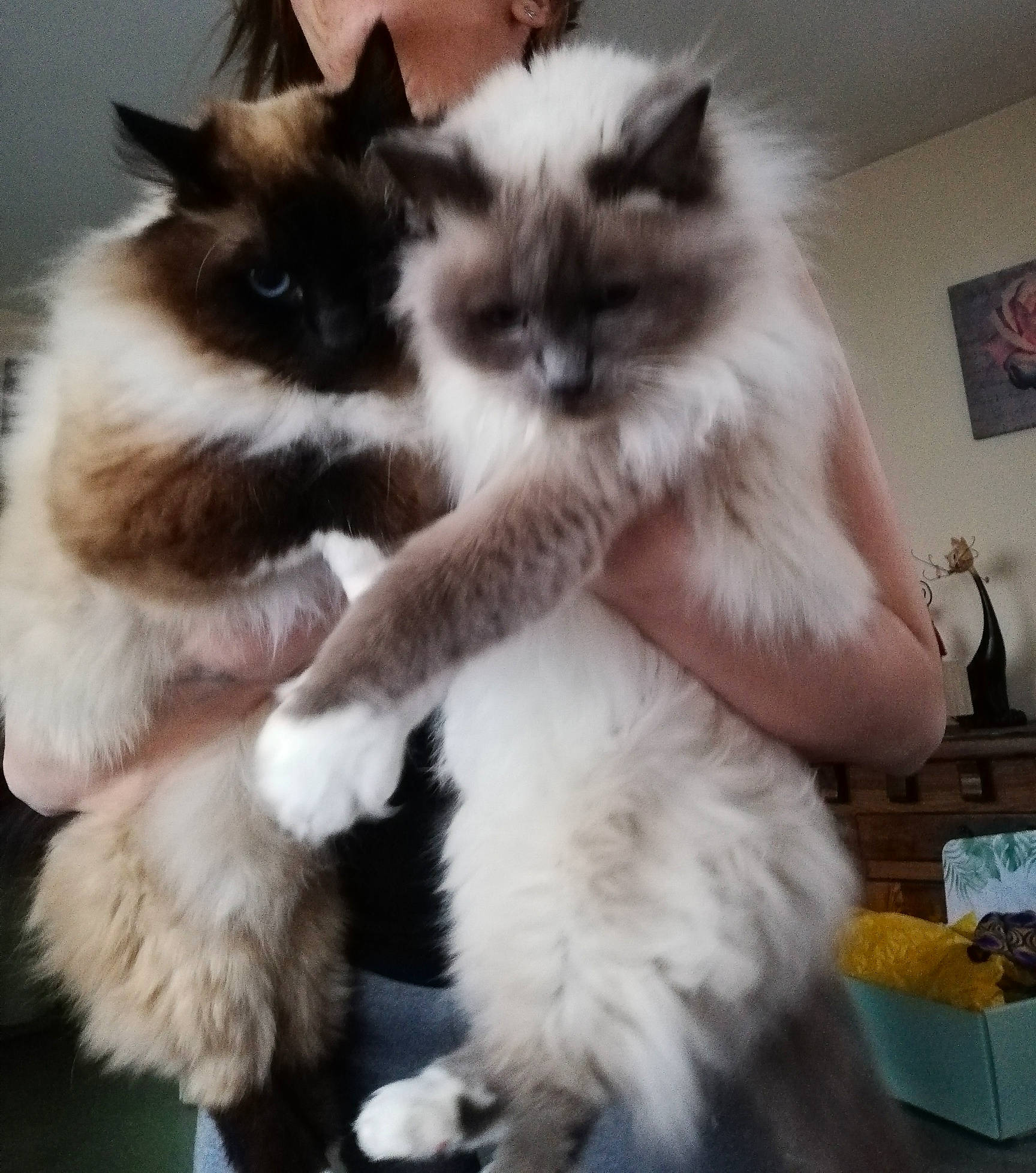 Canelle participe au concours pour gagner de l'argent avec cette photo : balinese, birman, carnivore, cat, claw, companion_dog, dog_breed, fawn, felidae, fur, paw, picture_frame, ragdoll, siamese, small_to_medium_sized_cats, snout, tail, terrestrial_animal, thai, whiskers