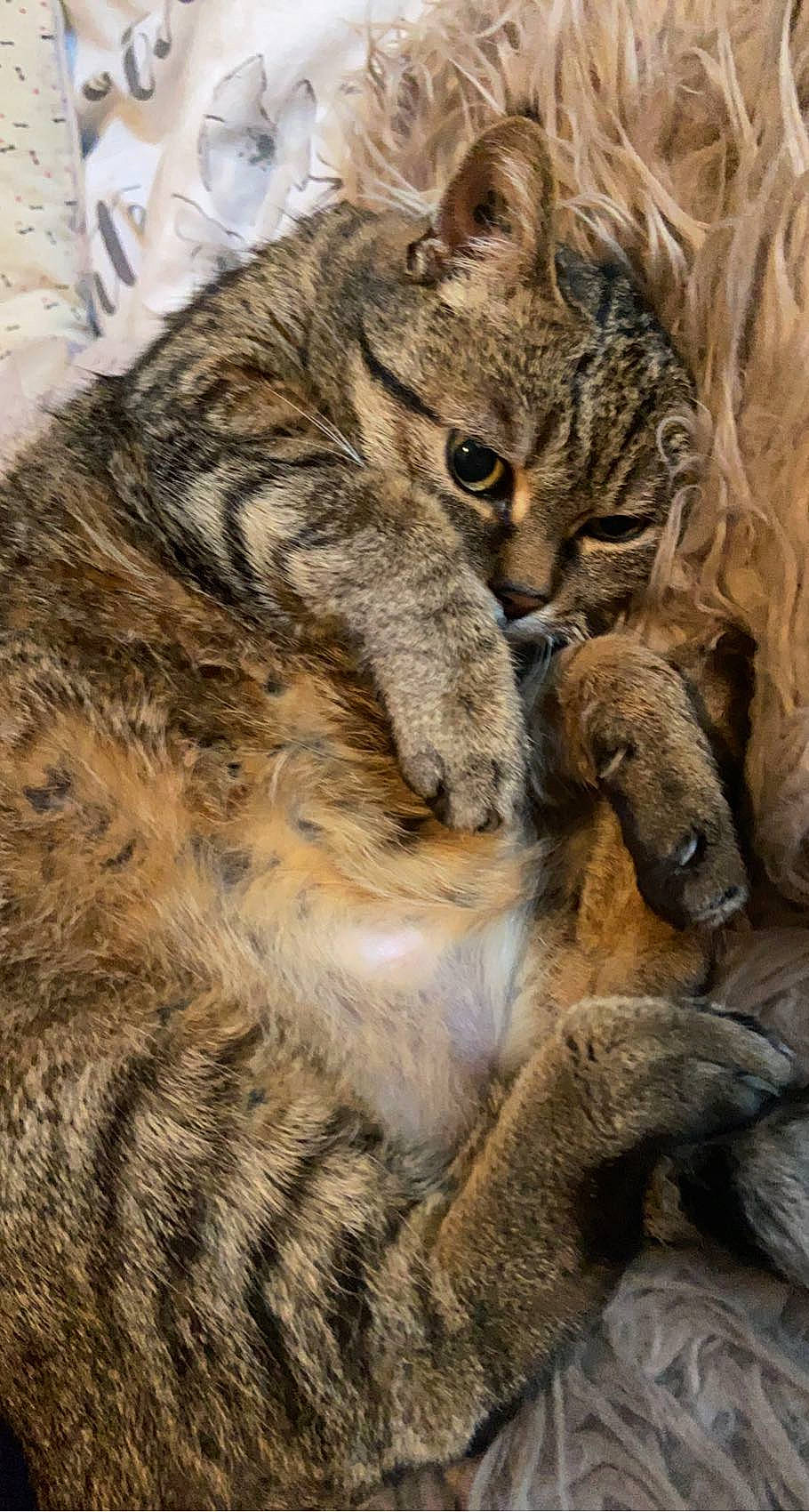 Doudoune a rejoint le concours — aidez-le/la à gagner de superbes lots ! carnivore, cat, claw, fawn, felidae, fur, lynx, organism, owl, screech_owl, small_to_medium_sized_cats, snout, tail, terrestrial_animal, whiskers, wildlife