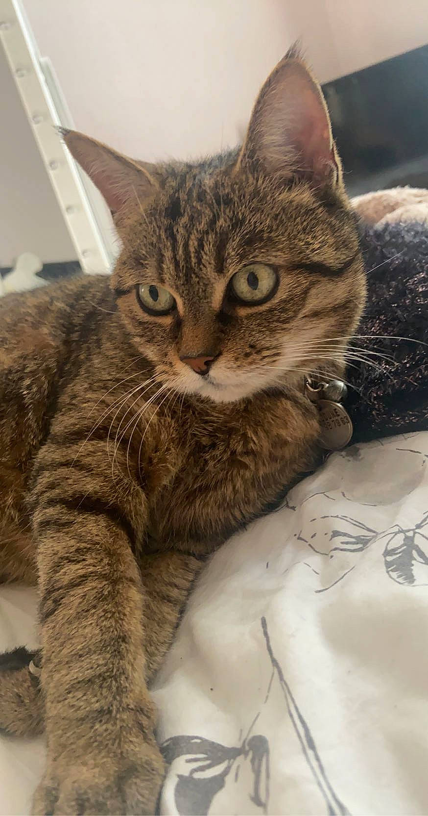 Doudoune participe au concours pour gagner de l'argent avec cette photo : carnivore, cat, claw, comfort, domestic_short_haired_cat, felidae, fur, mammal, paw, sitting, small_to_medium_sized_cats, snout, tail, terrestrial_animal, vertebrate, whiskers, window