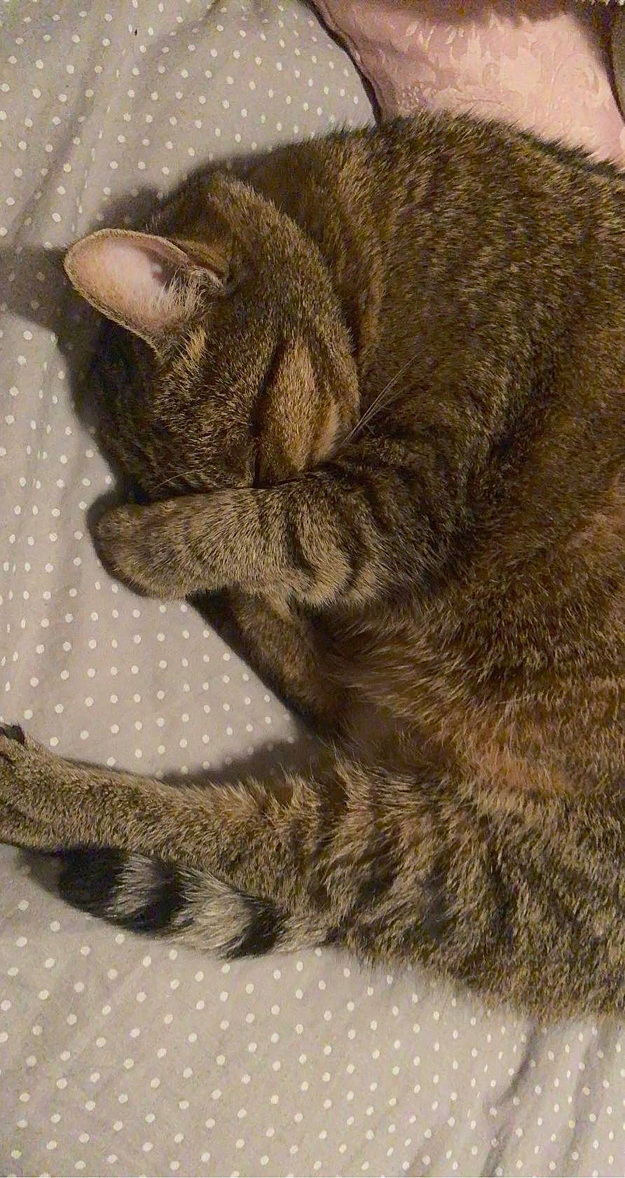 Doudoune a rejoint le concours — aidez-le/la à gagner de superbes lots ! carnivore, cat, claw, comfort, domestic_short_haired_cat, fawn, felidae, fur, nap, paw, sleep, small_to_medium_sized_cats, snout, tail, terrestrial_animal, whiskers, wildlife