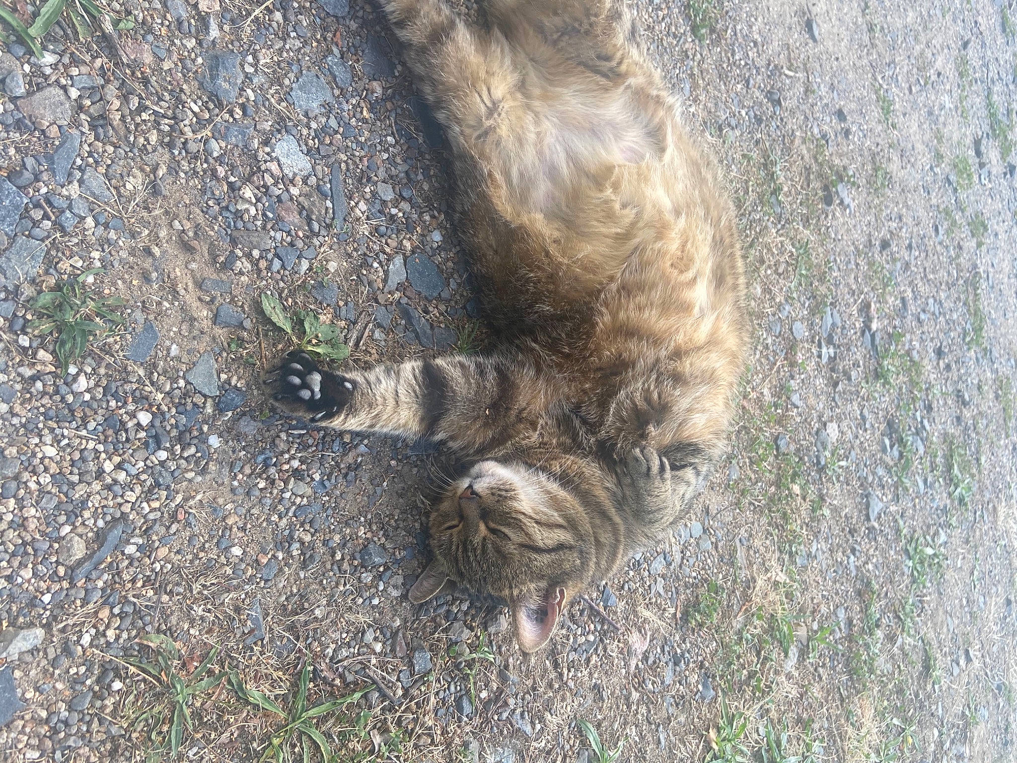 Doudoune a rejoint le concours — aidez-le/la à gagner de superbes lots ! canidae, carnivore, cat, claw, domestic_short_haired_cat, felidae, foot, fur, grass, sand, shadow, small_to_medium_sized_cats, soil, sporting_group, tail, terrestrial_animal, whiskers, wildlife, wood