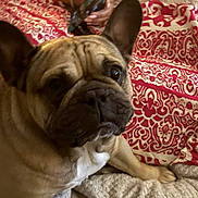 Rio a rejoint le concours — aidez-le/la à gagner de superbes lots ! dog, french_bulldog, pet, close_up, ears, blanket, red_pattern, person, hand, phone, indoor, curious, portrait, cozy, textured, resting, animal, companion, domestic, cute