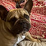 dog, french_bulldog, pet, close_up, ears, blanket, red_pattern, person, hand, phone, indoor, curious, portrait, cozy, textured, resting, animal, companion, domestic, cute