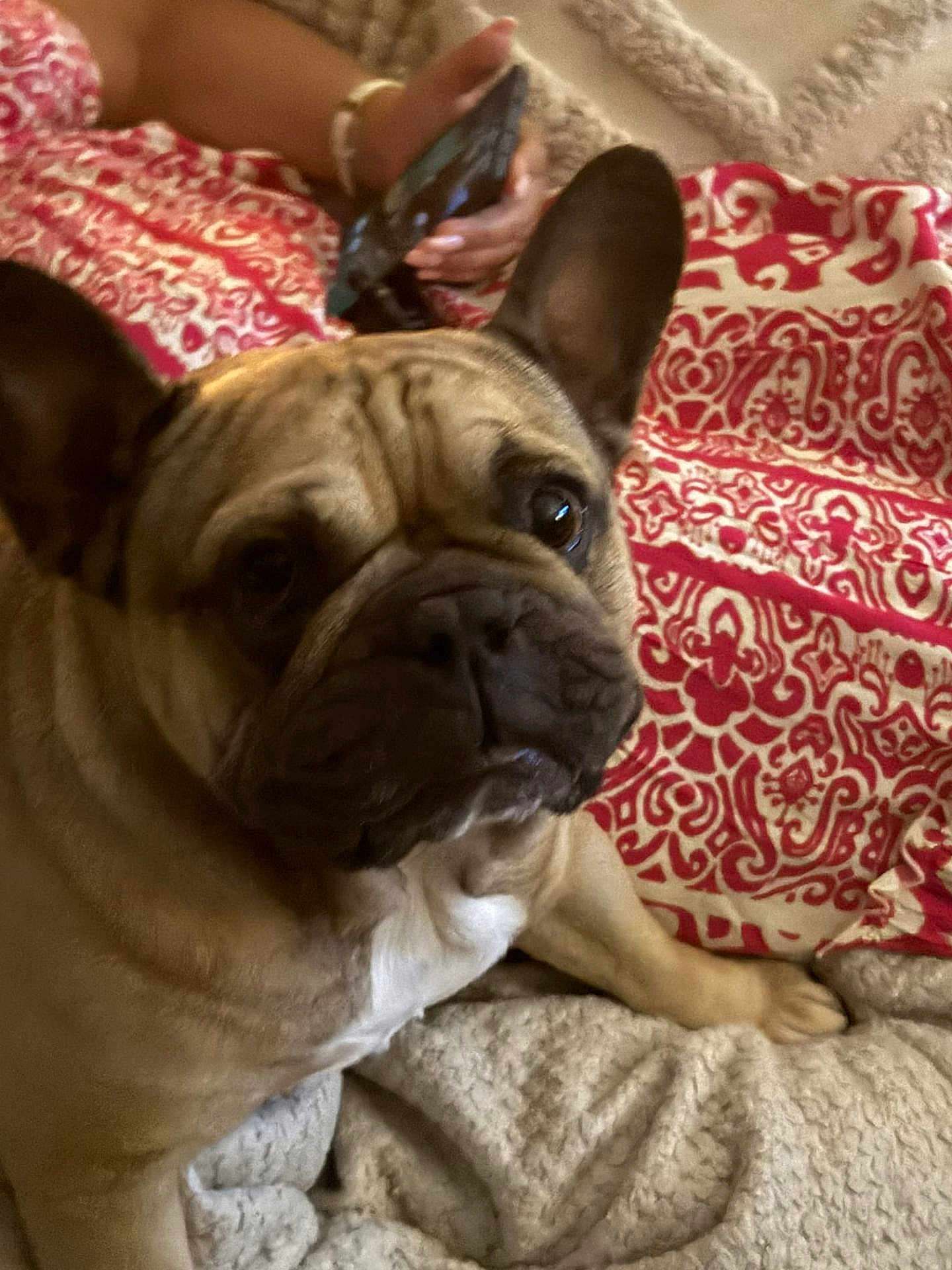 Rio a rejoint le concours — aidez-le/la à gagner de superbes lots ! dog, french_bulldog, pet, close_up, ears, blanket, red_pattern, person, hand, phone, indoor, curious, portrait, cozy, textured, resting, animal, companion, domestic, cute