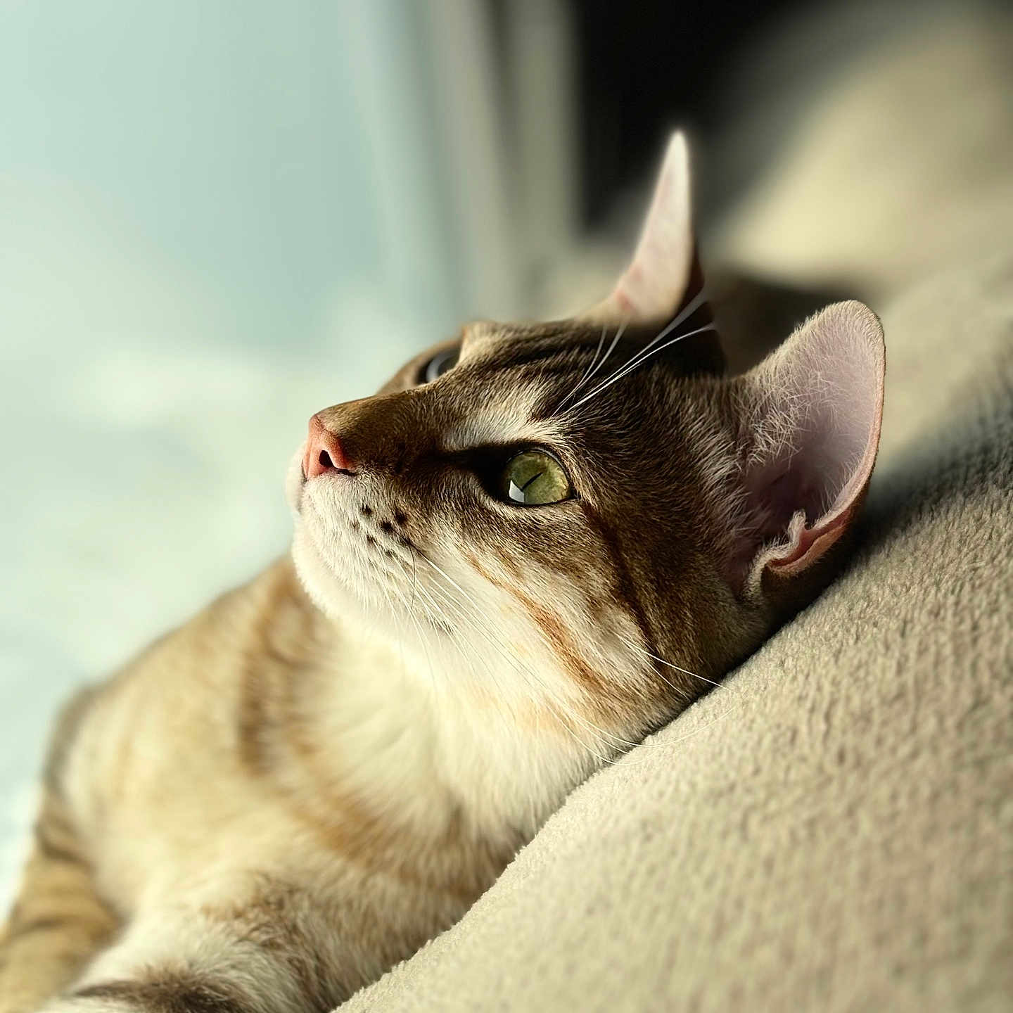 Snow a rejoint le concours — aidez-le/la à gagner de superbes lots ! animal, cat, close_up, cozy, daylight, ears, feline, fur, green_eyes, indoor, peaceful, pet, portrait, relaxed, resting, side_view, sleepy, soft_texture, tabby, whiskers