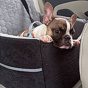 Cooper is registered to the contest to win money with this photo: dog, french_bulldog, puppy, pet_seat, car_interior, quilted_cover, black, grey, ears, paws, resting, cute, pet_harness, window, seat, looking, indoors, animal, companion, young