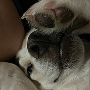 Angel joined the competition — help win amazing prizes! animal, beagle, bodypart, bulldog, canine, cat, dog, electronics, finger, hand, hound, husky, kitten, mouth, person, pet, pitbull, puppy, sleeping, snout