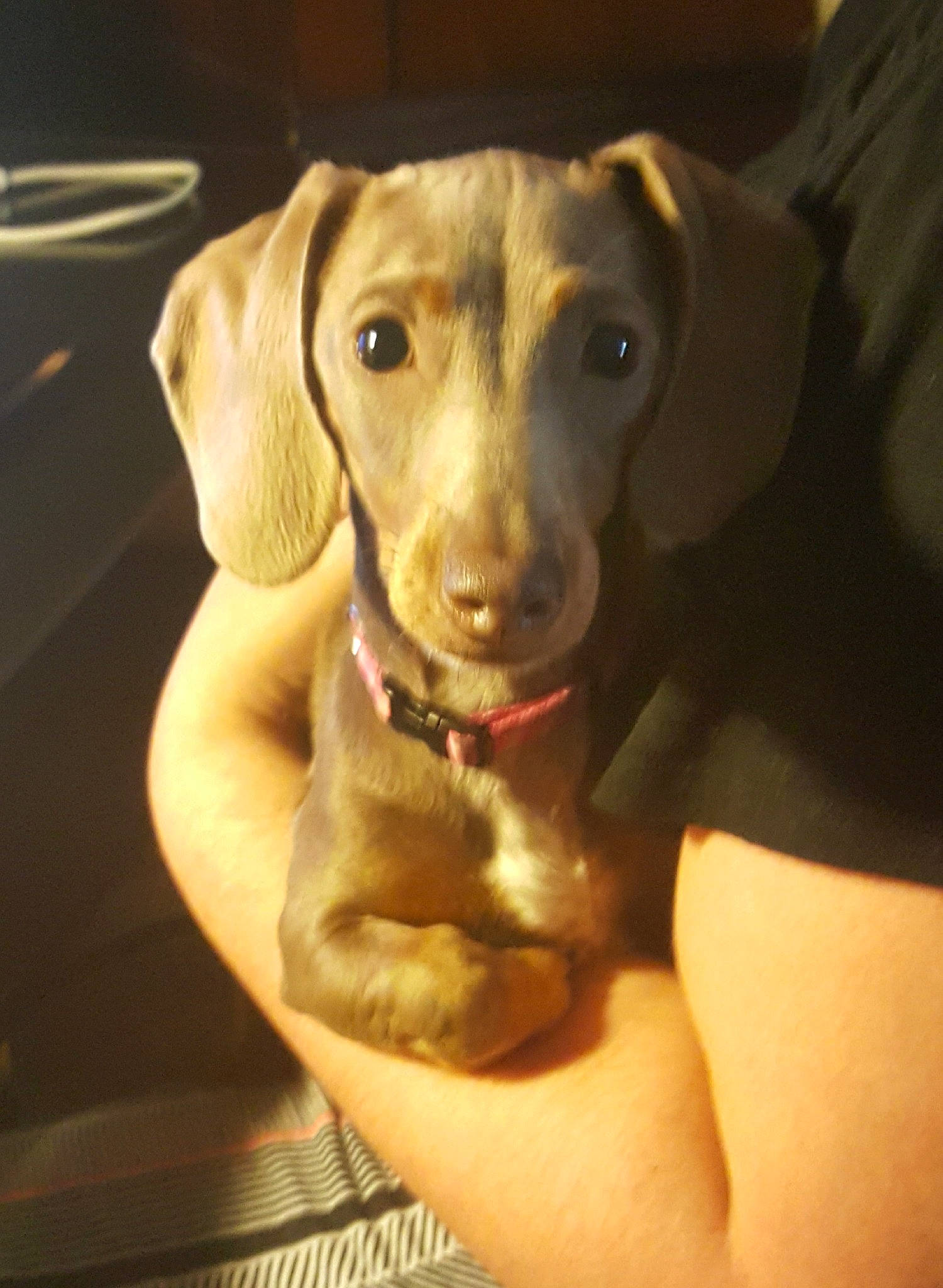 Kairi is registered to the contest to win money with this photo: canidae, carnivore, companion_dog, dog, dog_breed, dog_collar, ear, fawn, fur, hound, jaw, liver, pet_supply, pointing_breed, puppy, selfie, snout, sporting_group, whiskers, working_animal