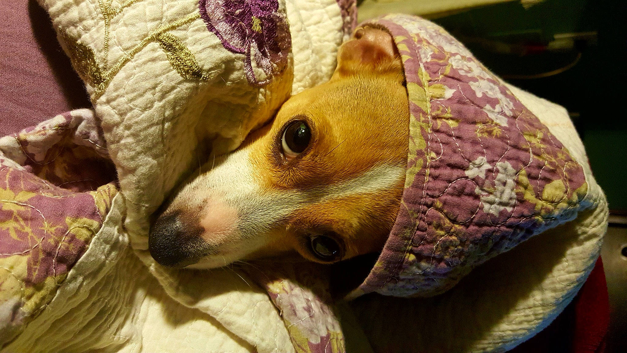 Miss Jackie is registered to the contest to win money with this photo: art, artifact, close_up, craft, creative_arts, fashion_accessory, fawn, fur, grass, lawn_ornament, linens, pattern, plant, snout, terrestrial_animal, terrestrial_plant, toy, visual_arts, whiskers, wood