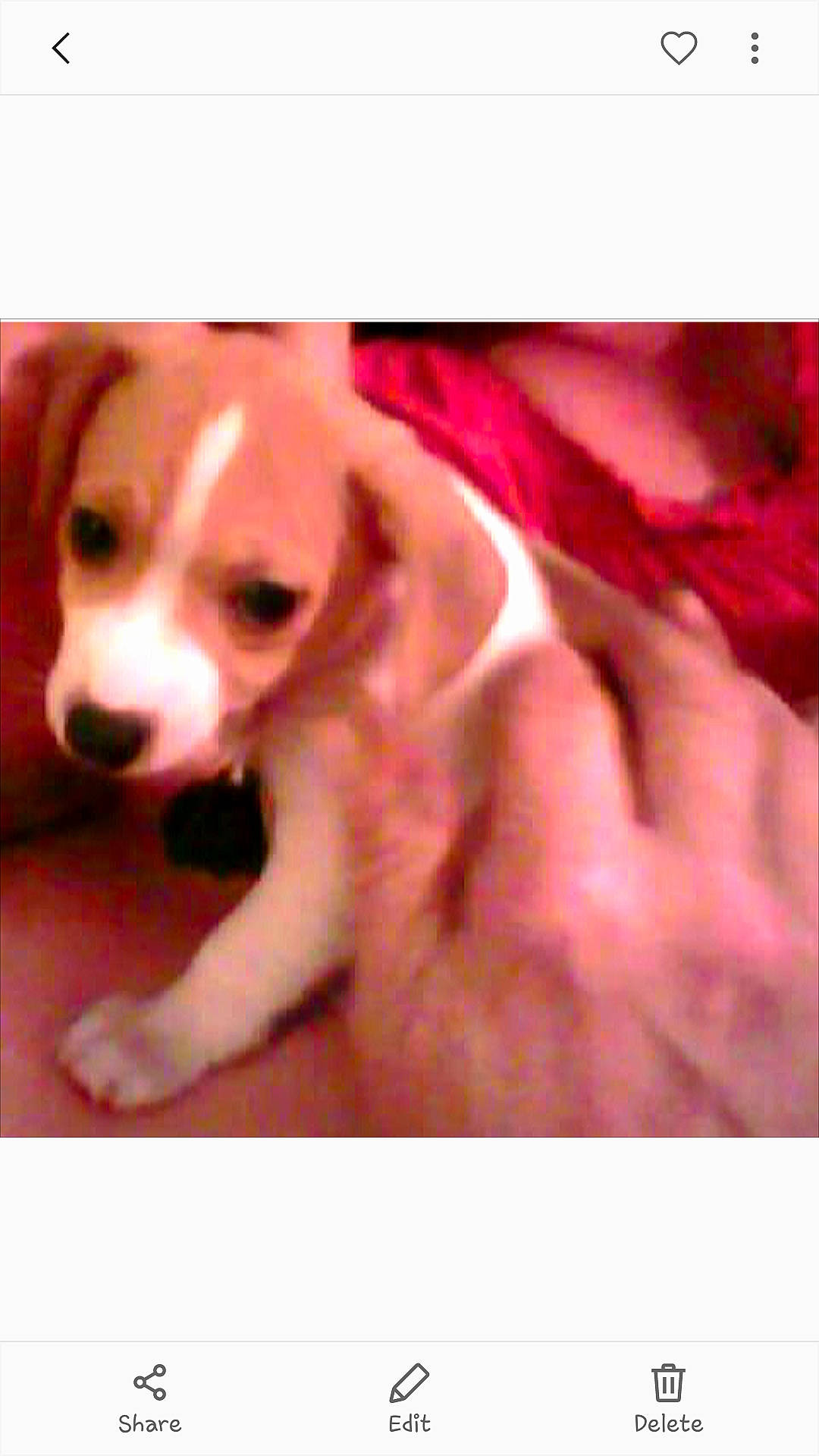 Miss Jackie is registered to the contest to win money with this photo: canidae, carnivore, circle, collar, companion_dog, dog, dog_breed, dog_supply, font, fur, golden_retriever, liver, magenta, paw, pet_supply, photo_caption, rectangle, whiskers, working_animal