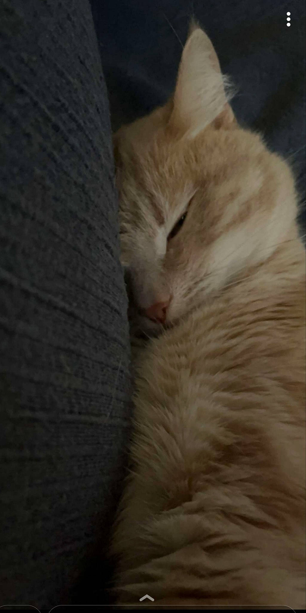 Chacha participe au concours pour gagner de l'argent avec cette photo : carnivore, cat, claw, comfort, domestic_short_haired_cat, eye, fawn, felidae, fur, nap, paw, small_to_medium_sized_cats, snout, tail, whiskers, wood