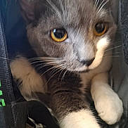Roxy joined the competition — help win amazing prizes! cat, kitten, gray_cat, white_paws, feline, pet, animal, close_up, portrait, whiskers, amber_eyes, short_hair, curious, indoor, carrier, cage, paws, fur, looking_at_camera, cute