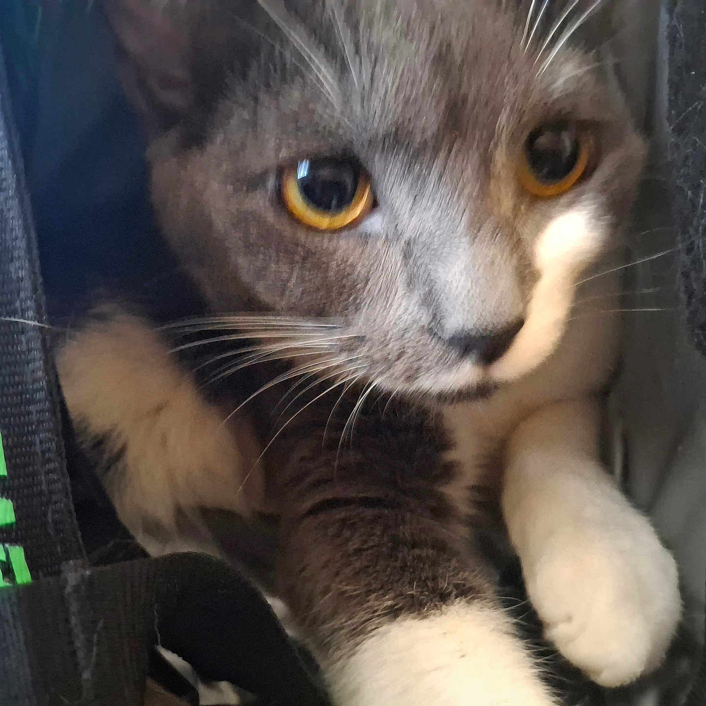 Roxy joined the competition — help win amazing prizes! cat, kitten, gray_cat, white_paws, feline, pet, animal, close_up, portrait, whiskers, amber_eyes, short_hair, curious, indoor, carrier, cage, paws, fur, looking_at_camera, cute