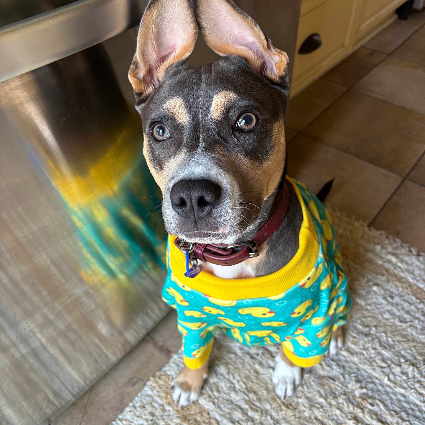 Jules is registered to the contest to win money with this photo: animal, appliance, blue, brown, clothing, collar, cute, dog, ears, indoor, kitchen, looking_up, pet, puppy, rug, stainless_steel, sweater, tile_floor, white, yellow