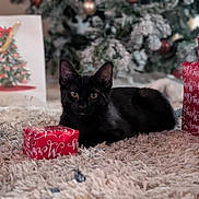 Toto is registered to the contest to win money with this photo: black_cat, cat, gift_box, christmas_tree, holiday, carpet, indoor, decorations, festive, present, holiday_gift, blurred_background, feline, animal, pet, cozy, soft_texture, celebration, winter_holiday, wrapped_gift